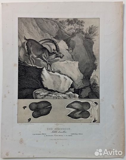 Гравюры и Литографии Подборка Животные Рыбы 18-19в