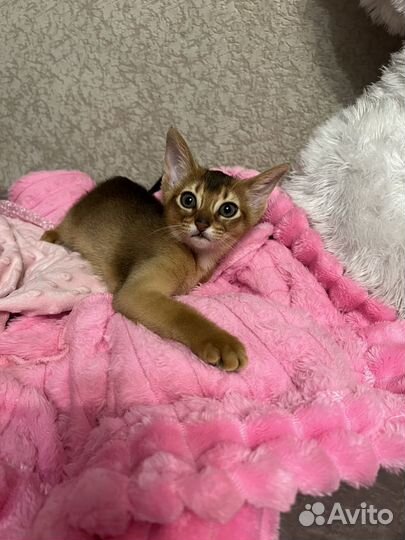 Абисинские девочки