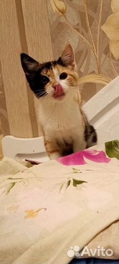 Котенок 2.5 мес