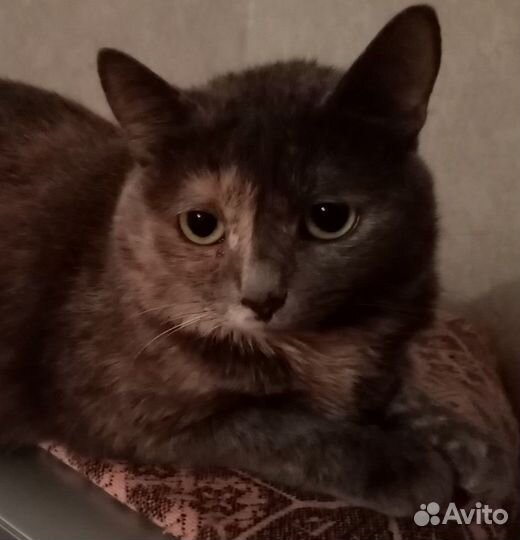 Лапочка Пеструшка в добрые руки