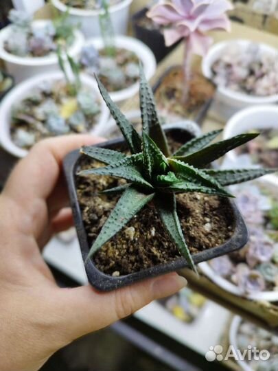 Суккуленты