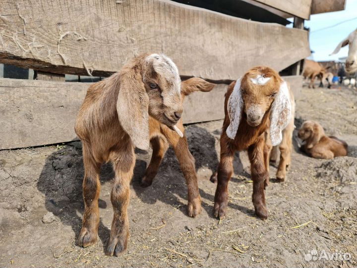 Продам козлят