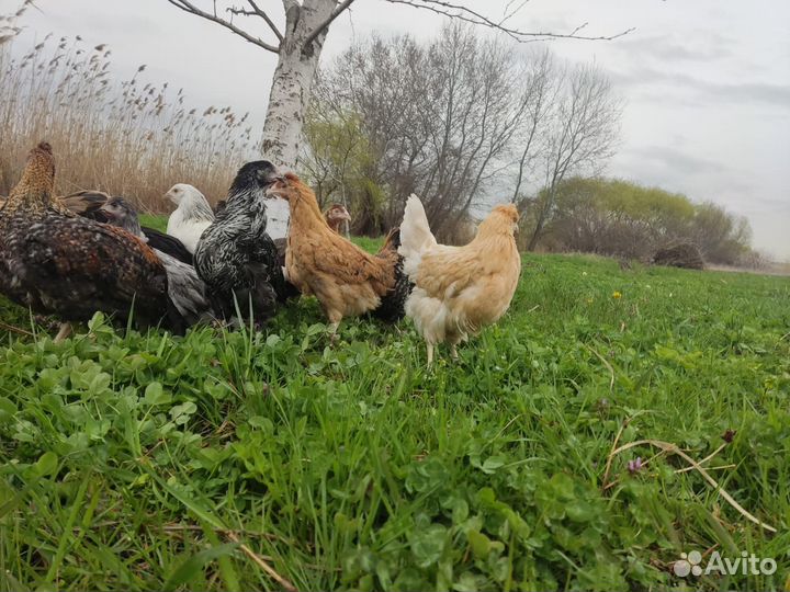 Куры несушки чешский доминант