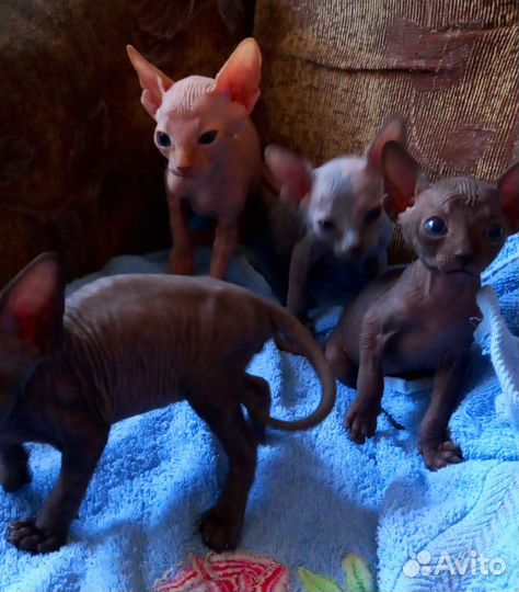 Канадский сфинкс