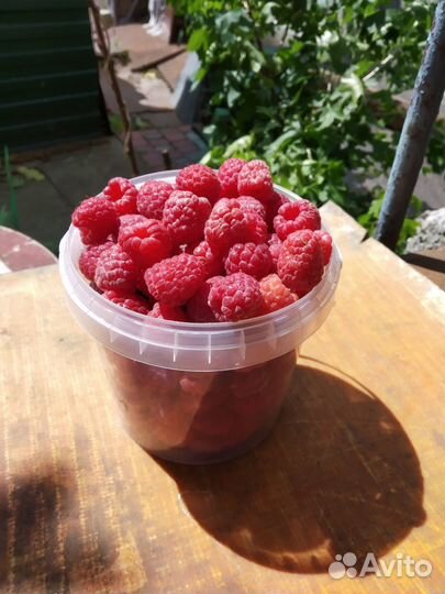 Малина Таруса саженцы