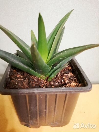 Aloe vera