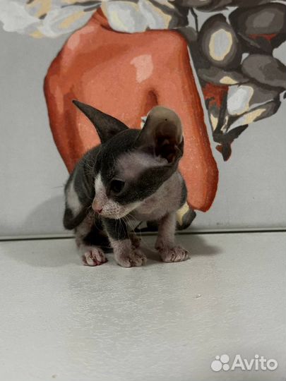 Два донских сфинкса