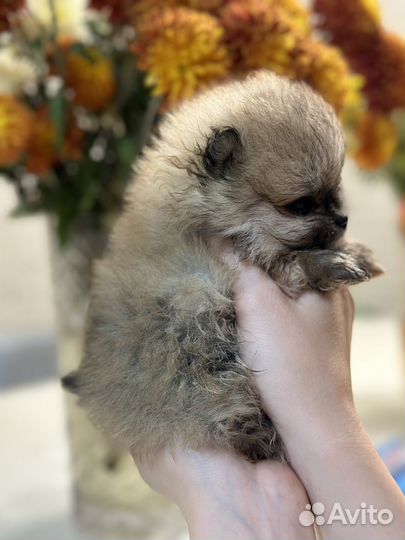 Шпиц померанский