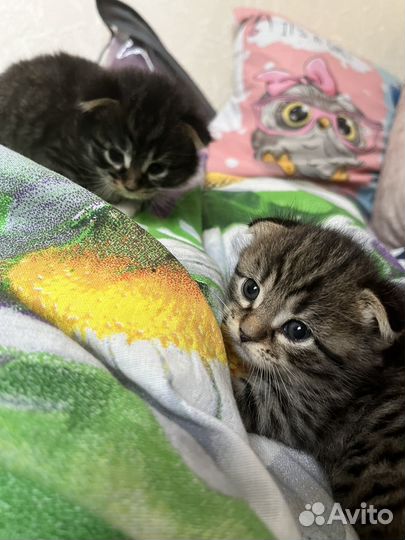 Вислоухие кошечки в добрые руки