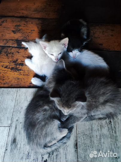 Котейки-Симпотяжки в Добрые Руки