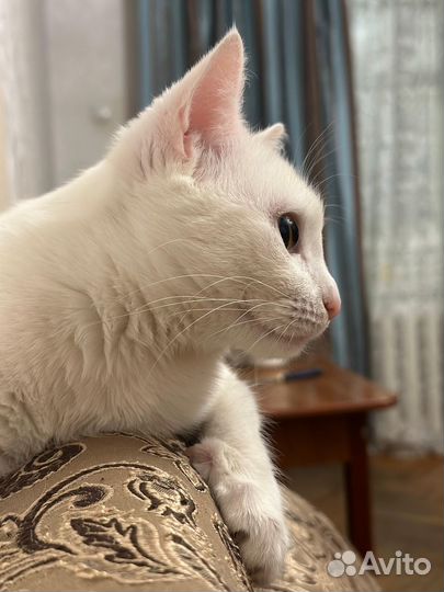 Кошечка