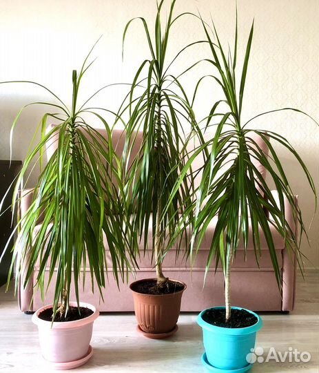 Пальма драцена