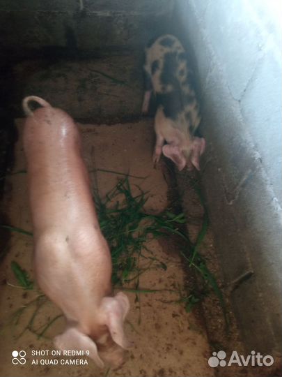 Поросята