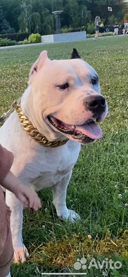 Вязка Американский булли xl
