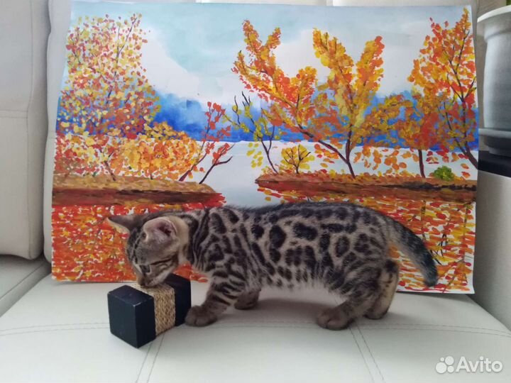 Бенгал для вязки
