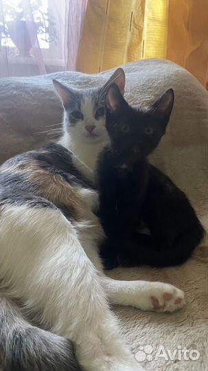 Котята в добрые руки бесплатно девочка