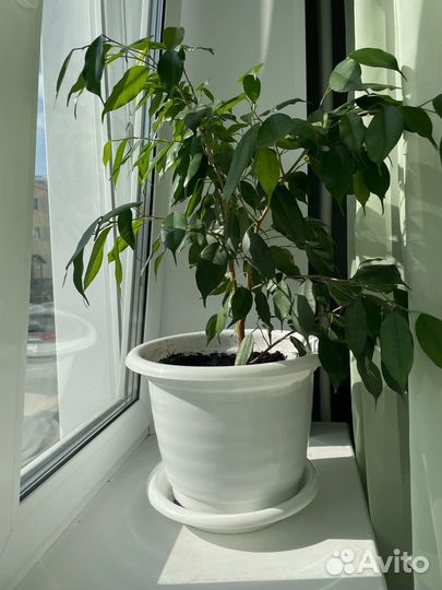 Комнатные растения