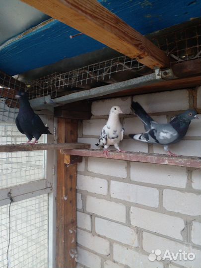 Голуби цариценские