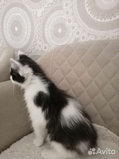 Котик в дар