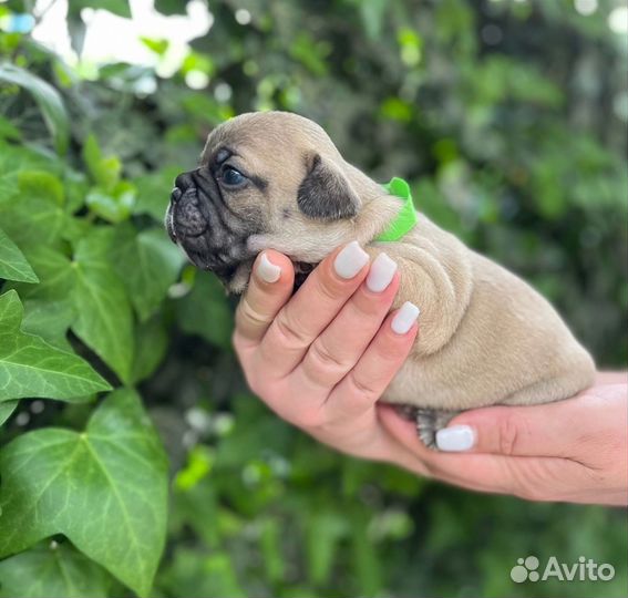 Французский бульдог щенки