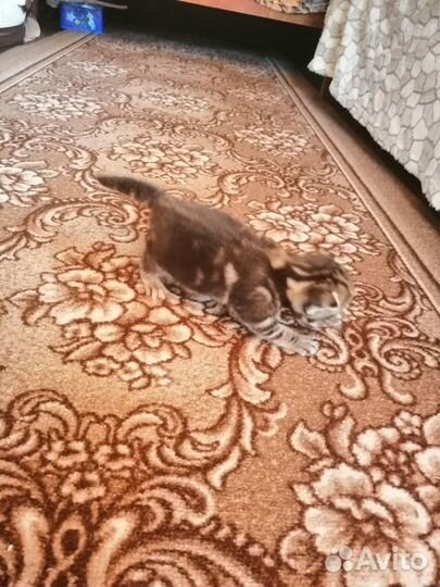 Бенгальские котята