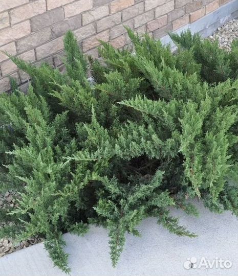 Можевельники