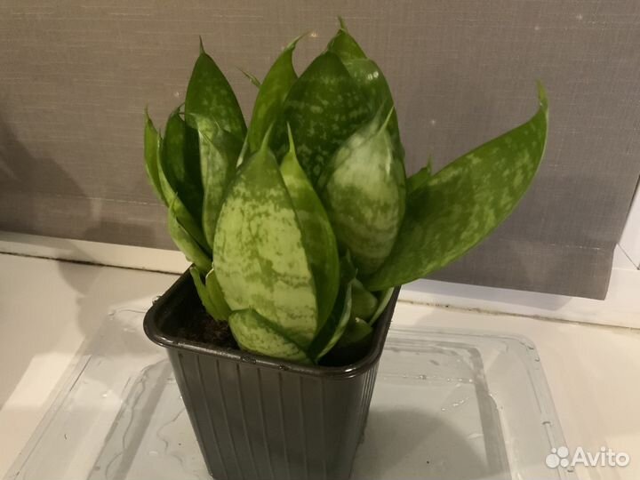Сансевиерия Ханни грин 3 розетки