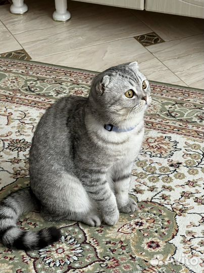 Шотланский кот