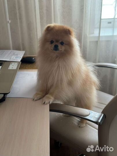 Немецкий шпиц вязка