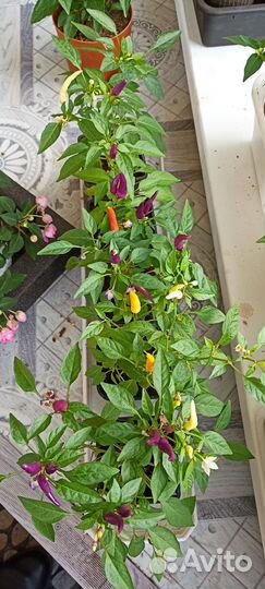 Перец острый комнатный