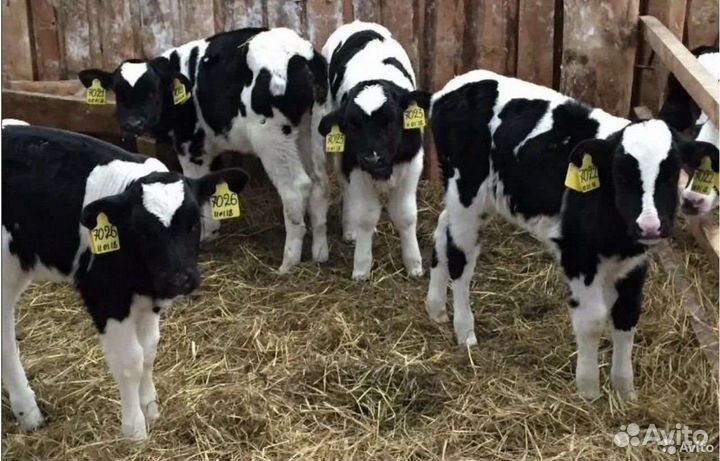 Телята на откорм