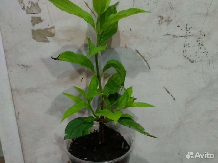 Гортензия Геркулес