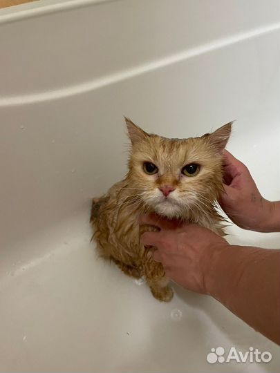 Найдена кошка