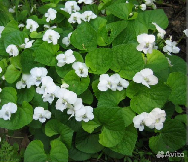 Фиалка садовая белая