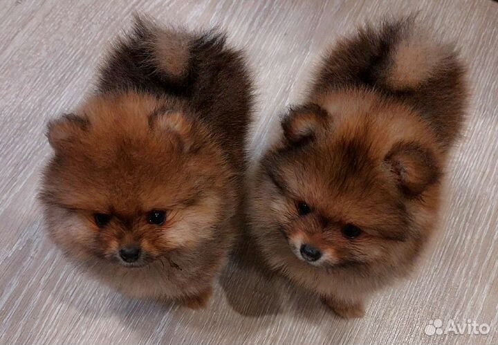 Щенки шпица