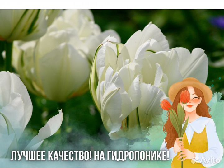 Тюльпаны оптом от производителя