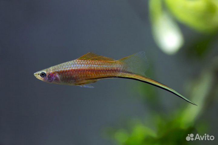 Рыбки меченосцы