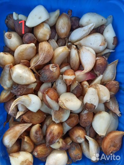 Продам луковицы тюльпанов