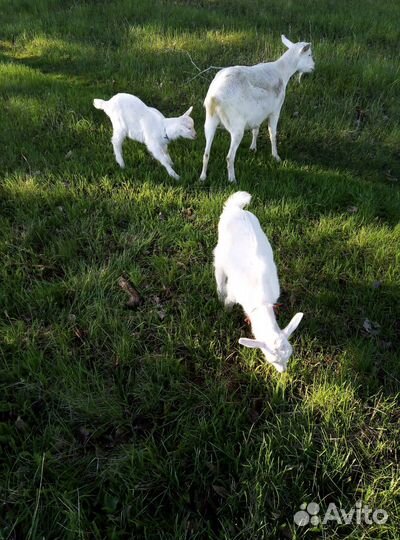 Козлята