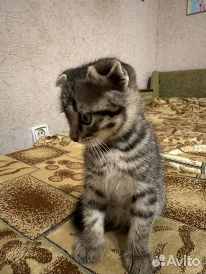 Отдам котика в добрые руки