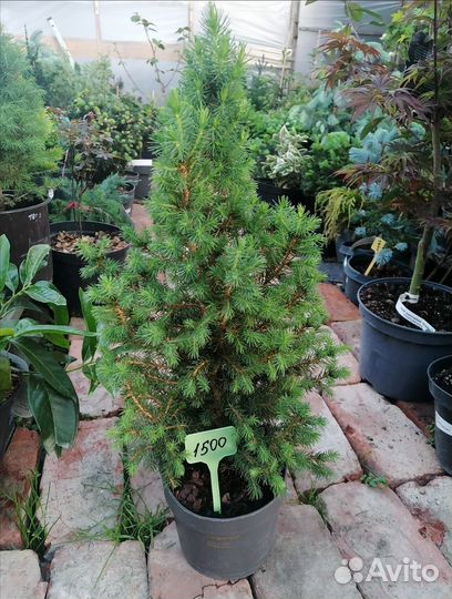 Ель, коника люкс