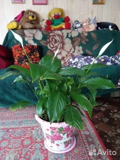 Спатифиллум