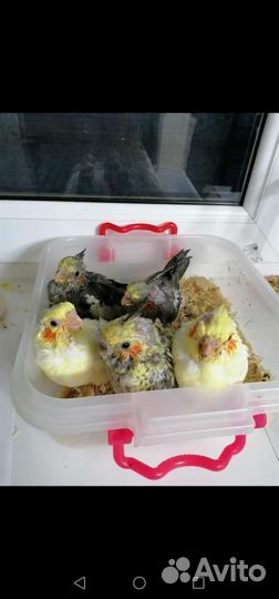 Птенцы корелла