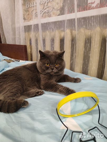 Принц-Шотландец