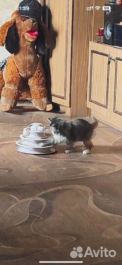 Кошечка в добрые руки