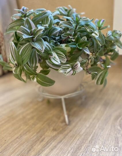 Сортовые традесканции.Комнатные растения