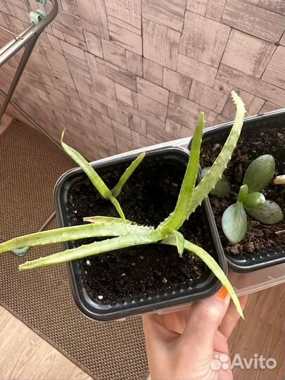 Толстянка и алоэ