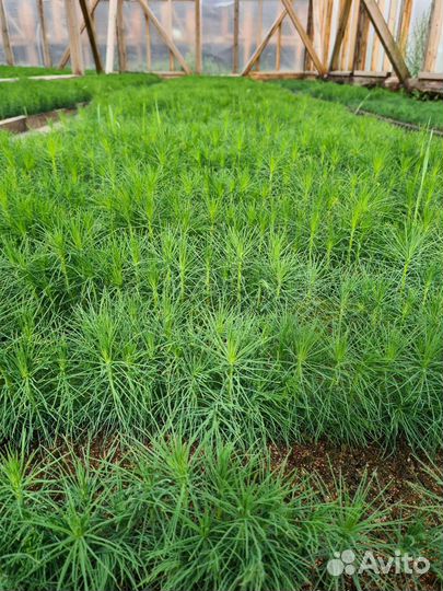 Реализуем сеянцы сосны, окс