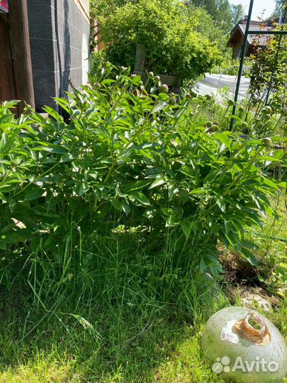 Цветы пионы разного цвета: белые, красные, розовые