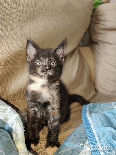 Котята мэйн кун